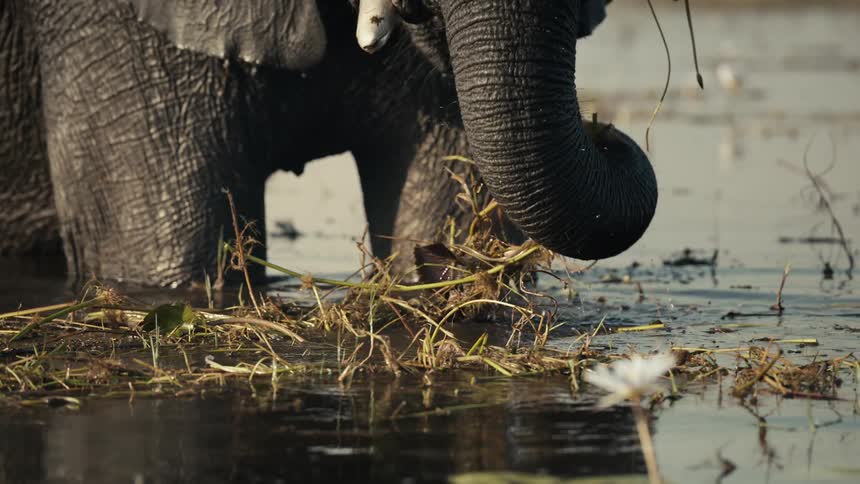 Elephant in a lake drinking water