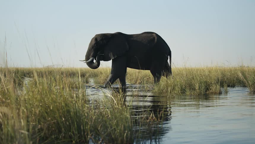 Elephant walking in a swamp using its trunk to put dry grass and vegetation into its mouth