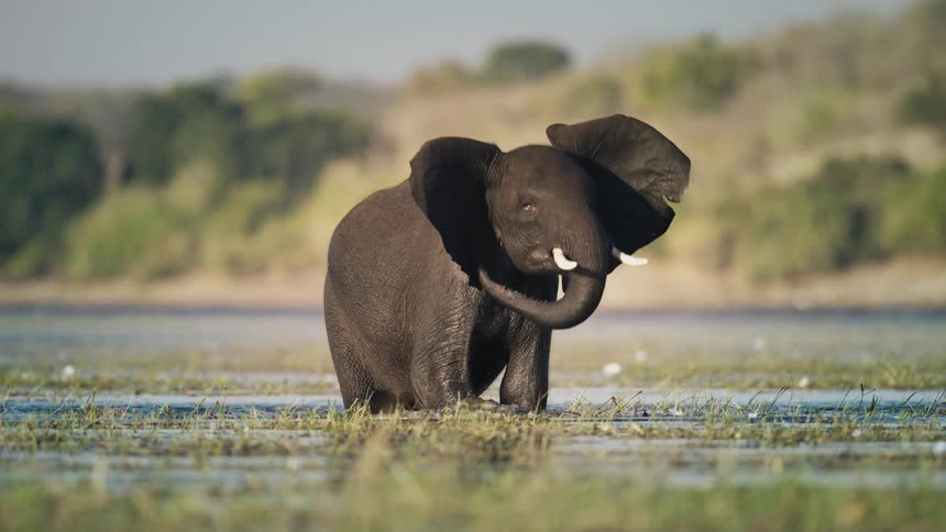 The elephant is walking through the marsh water