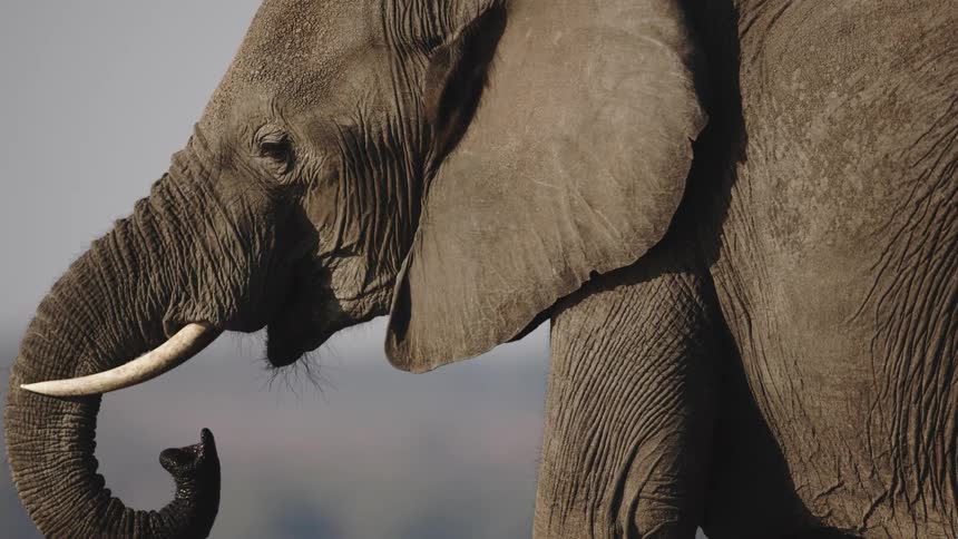 African elephant in the wild