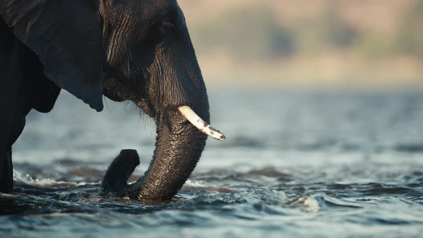 Elephant wades into fast a moving river on a sunny day