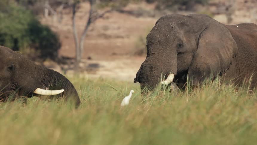 Elephants graze on grass