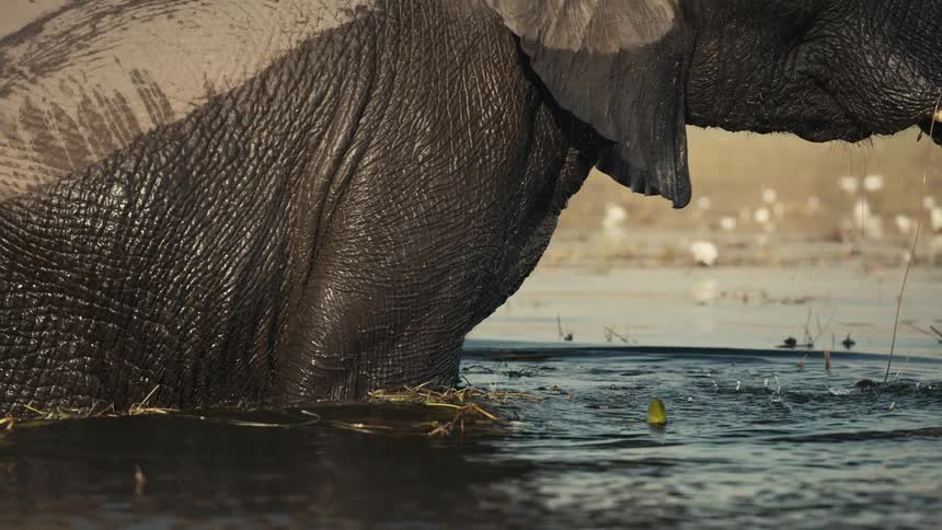 A large elephant stands up in a river and splashes water using its trunk