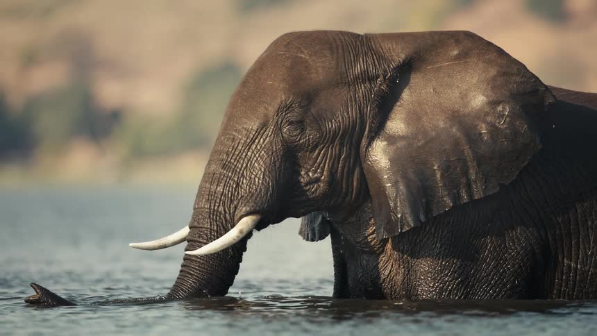 Elephant walking in water