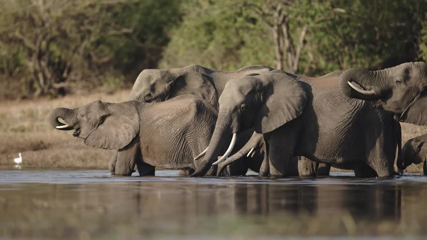 A herd of elephants is standing while drinking from a stream