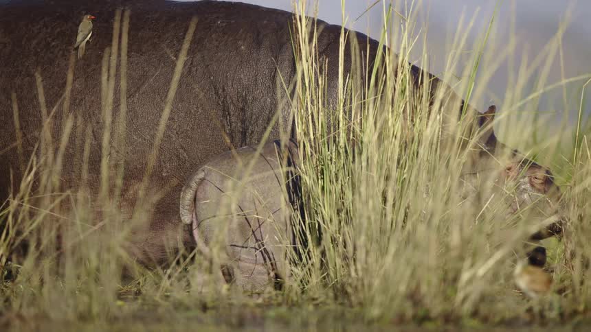 Hippo with a baby grazes while a bird perched on the mothers back pecks at her hide