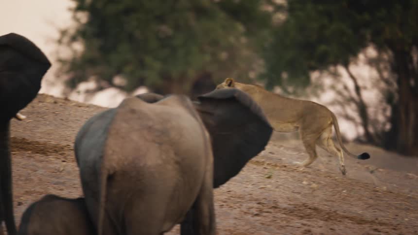 Lion walking past a group of elephants in the jungle