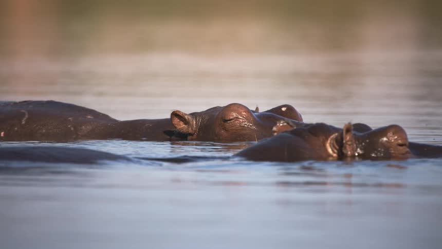 Hippo inside a lake relaxing