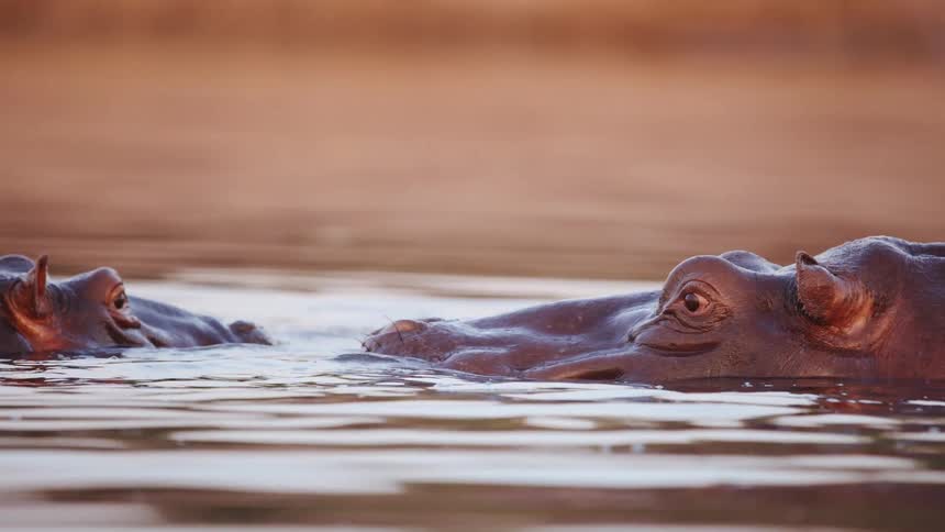 Two hippos submerged in a lake in the jungle