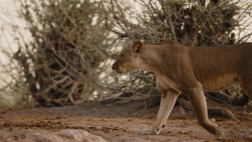 Lioness walking on a jungle terrain