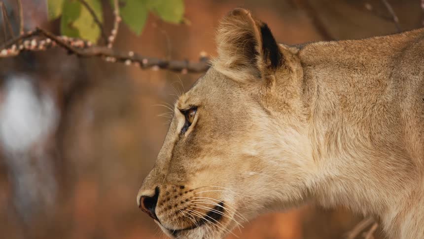 A lion moves its ear