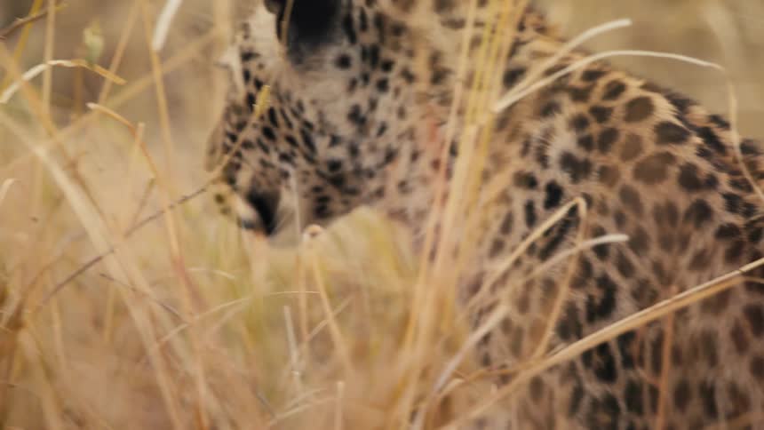 A hyena walking in the savannah among yellow vegetation