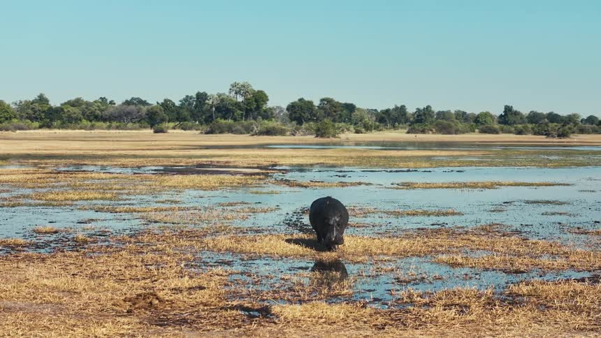 A hippo walks through the marsh