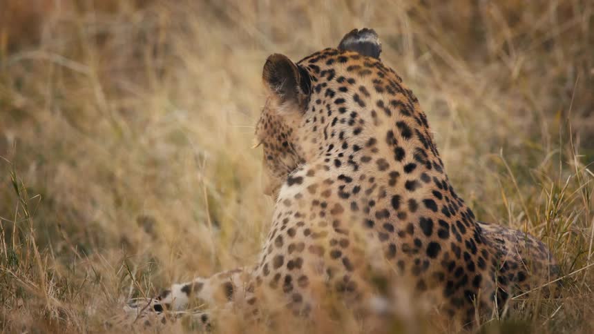 A cheetah is lying in a grassland while bathing its coat