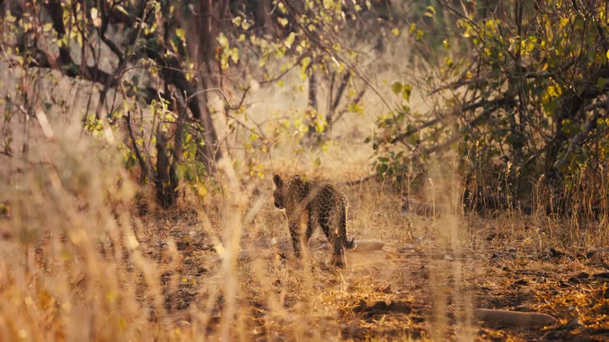 Jaguar walking through the savannah