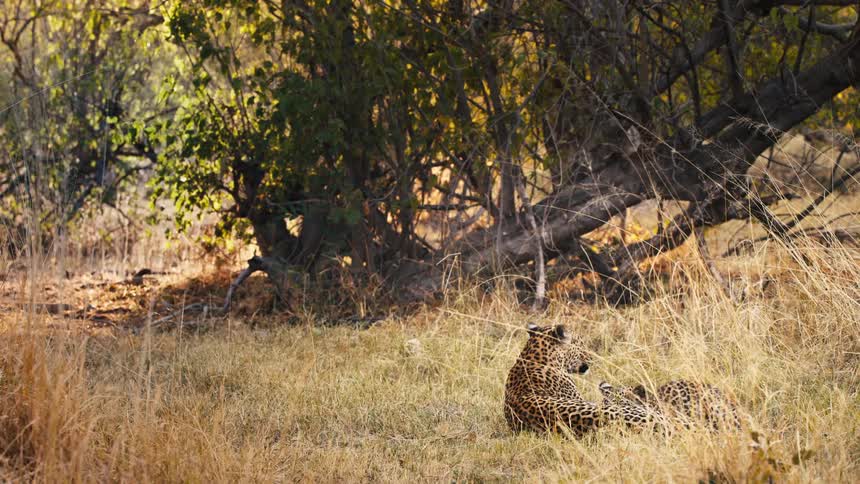 A cheetah rests in the tall grass