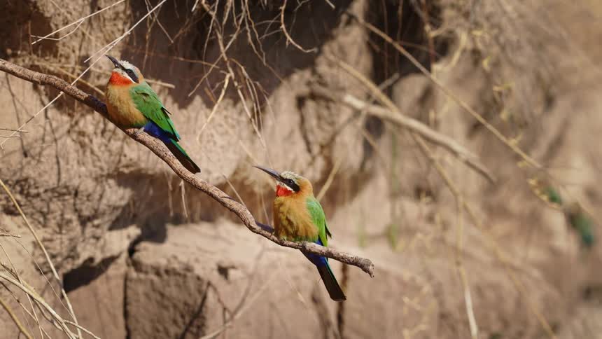 Two birds sit on a branch and one flies away
