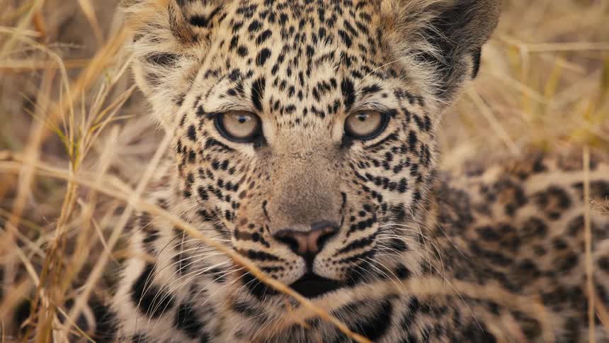 The cheetah gets up and walks away