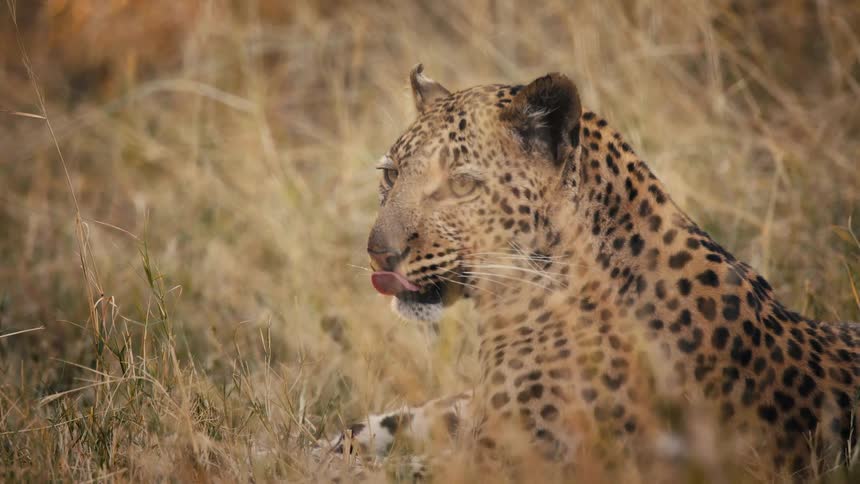 Jaguar lying in the jungle licking itself