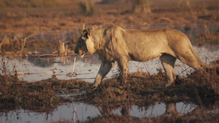 A lion walks across a marshy area of a savanna