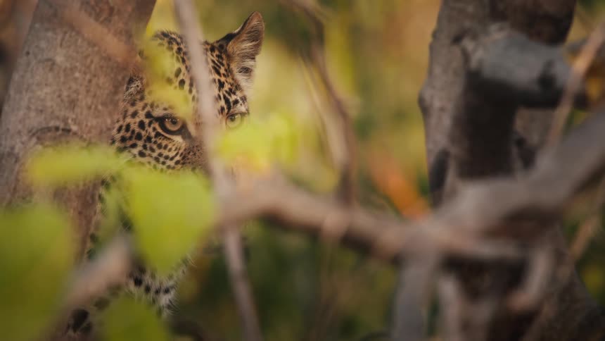 Jaguar cub on logs in the jungle