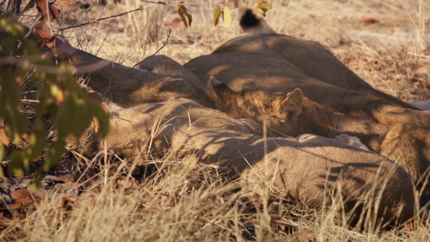 A group of lions are sleeping in a grassland