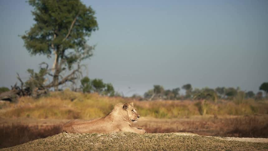 Lioness lying down and surveying the landscape in a vast open plain with a distant tree