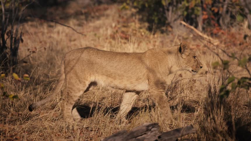 Lioness walking through the savannah