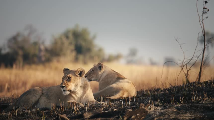 Two lions lying down in the jungle