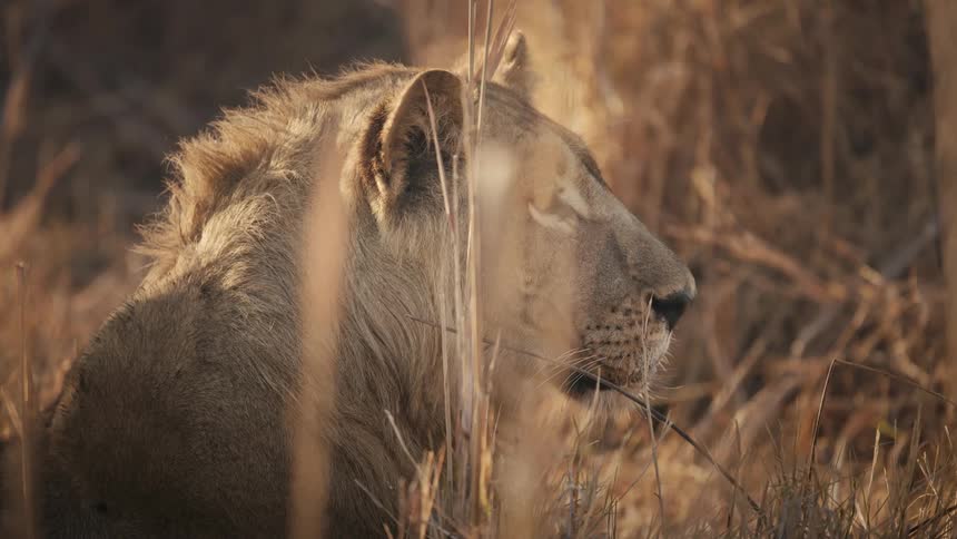 Lion lying among dry grass in the jungle