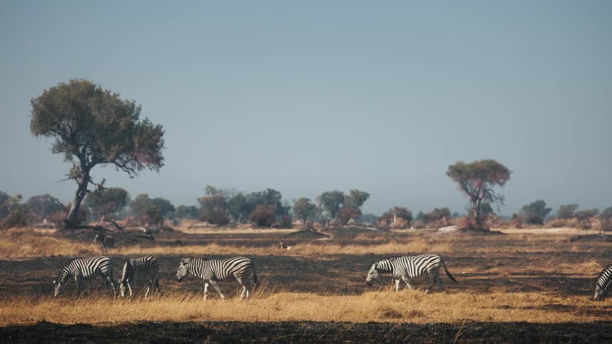 Zebras walk across the savanna on a slightly misty day
