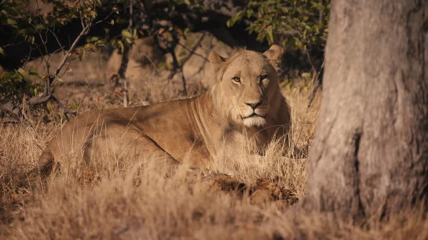Lion resting on the grass near a tree looks around slowly