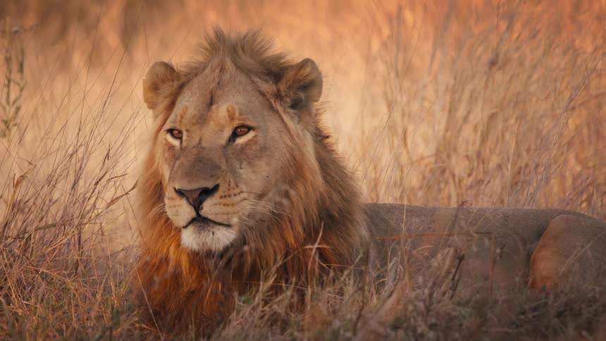 Lion lying in the jungle yawning
