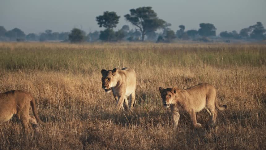 Lions walking through the jungle