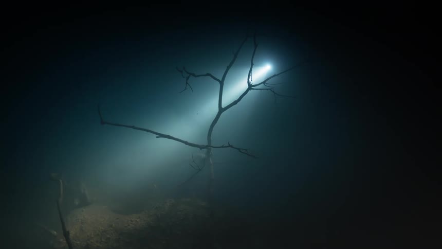 Beam from a bright light illuminates a tree submerged in the dark