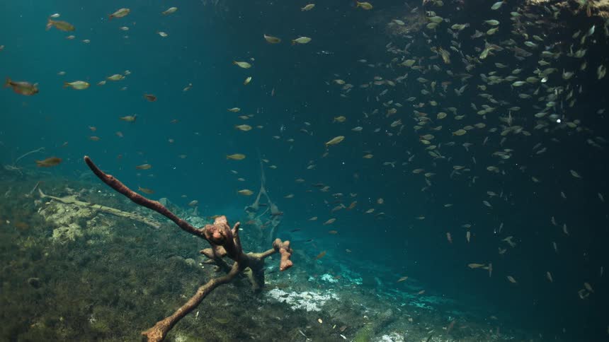 School of fish seen from beneath the ocean waters