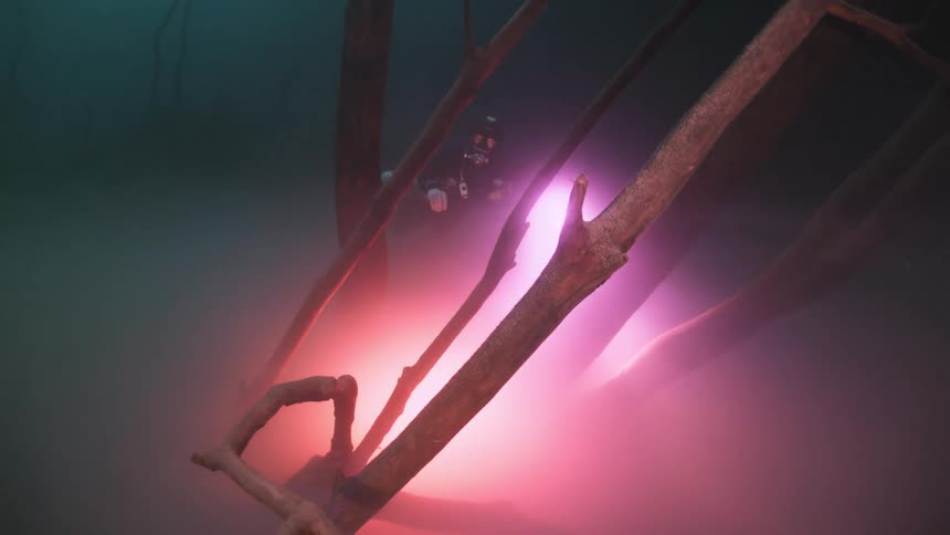 Diver using a bright flashlight to explore underwater tree branches