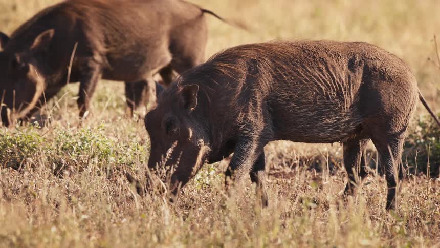 Two warthogs feed on the grass