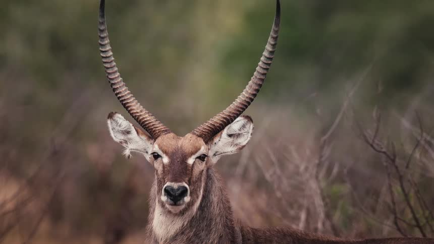 Deer with horns in the wild