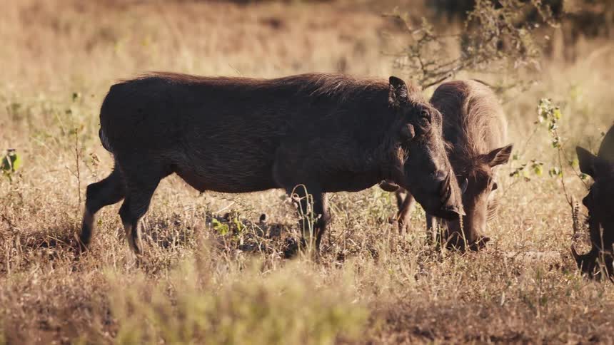 A group of hogs graze on grass