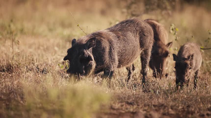 Wild boars in their natural habitat eating dry grass