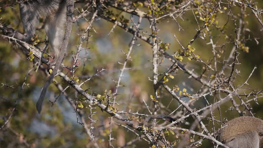 A small monkey walking on thin branches of a dry tree