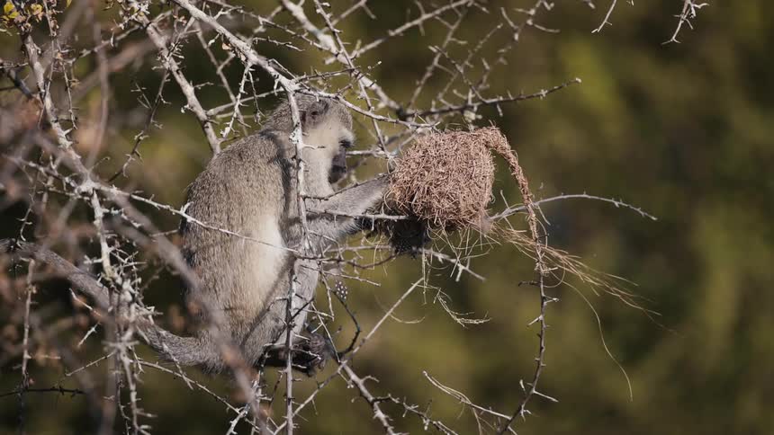 Monkey sitting among branches interacting with a nest made of sticks