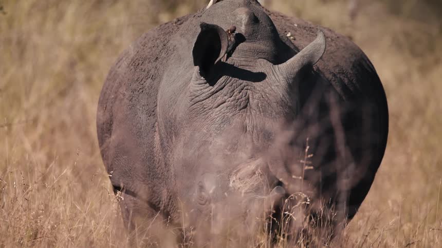 Rhino walking on dry grass in the jungle