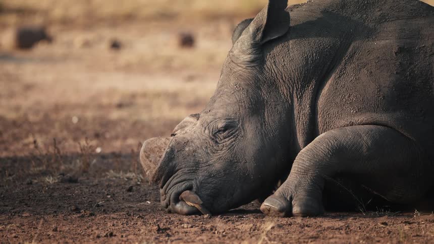 A small bird hops around a resting rhino on a plain