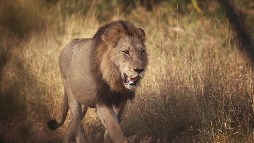 Male lion walking through the dry grassy savanna with a regal stride
