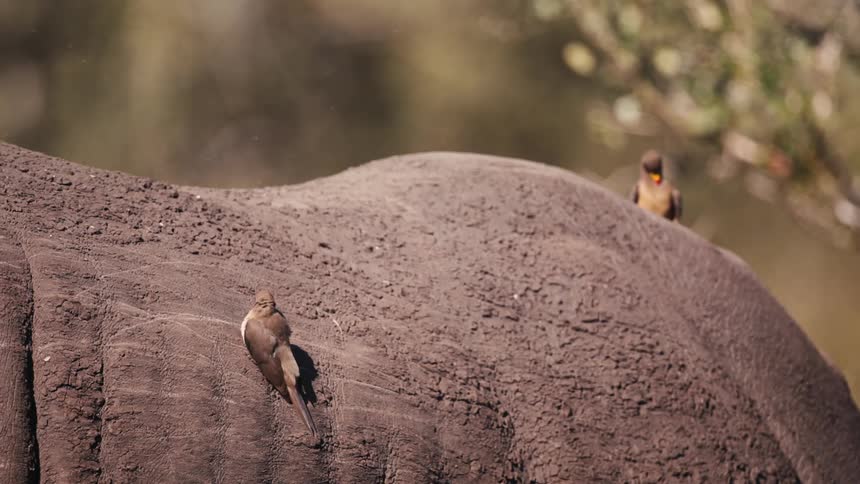 Two birds are perched on the back of an elephant