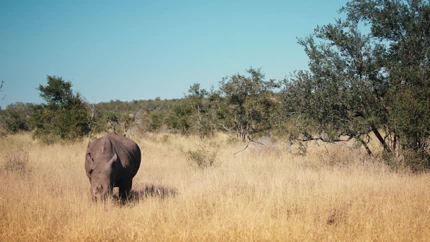Birds fly on the grazing rhino