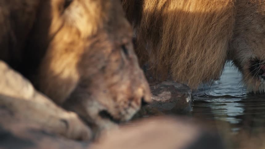 Two lions lap up water creating ripples in the river