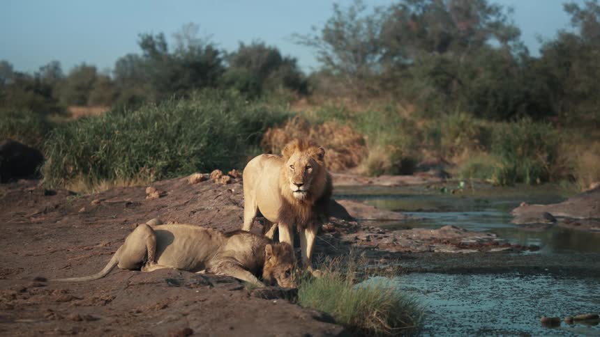 One lion drinks out of a water hole while another surveys the savanna